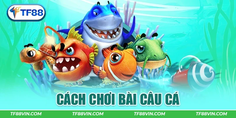 Cách chơi bài câu cá đơn giản